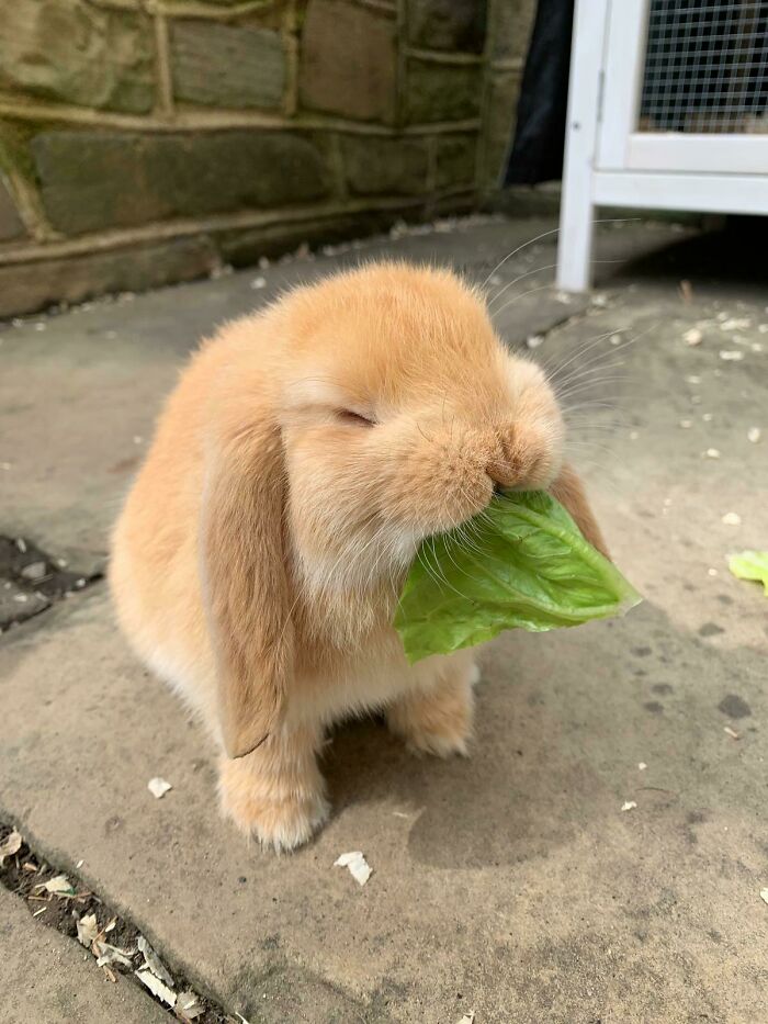 Adorable fluffy rabbit with long ears eating fresh green lettuce outdoors, one of 50 adorable animals to brighten your day.