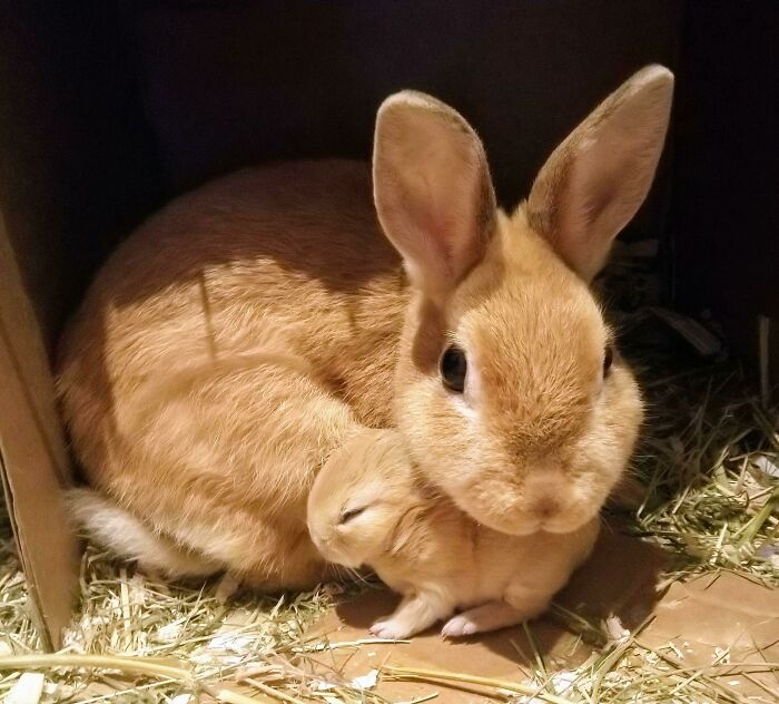 Adorable bunny rabbit cuddling its tiny baby, creating a heartwarming and cute animal pic to brighten your mood.