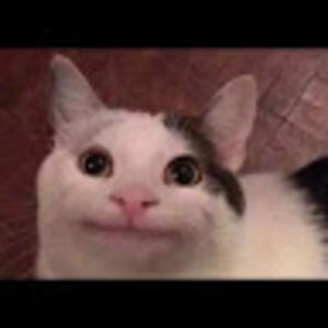 brandonongkosaputra avatar