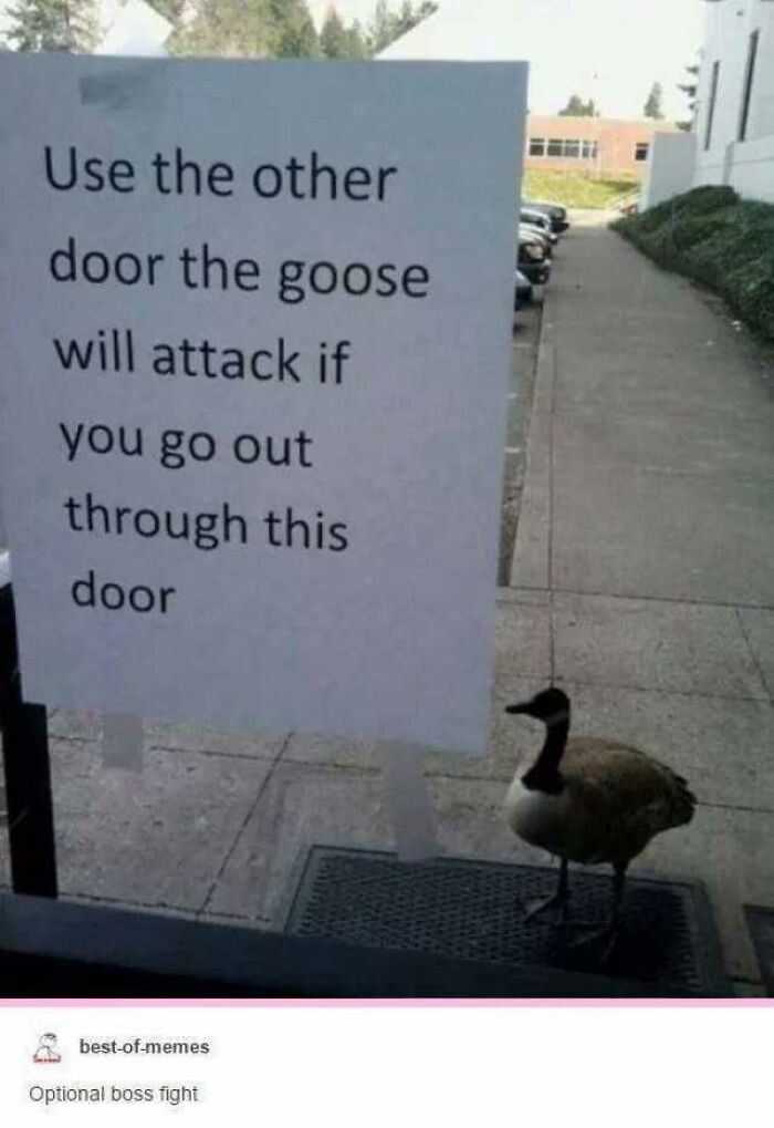 Goose: Bird Of Choices