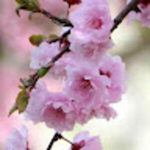 christypatrick avatar