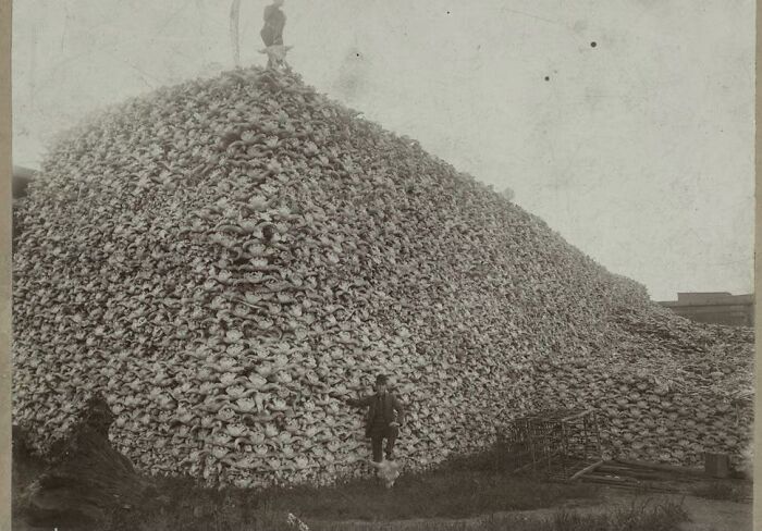 Mountain Of Buffalo Skulls In 1892 At The Height Of Their Endangerment