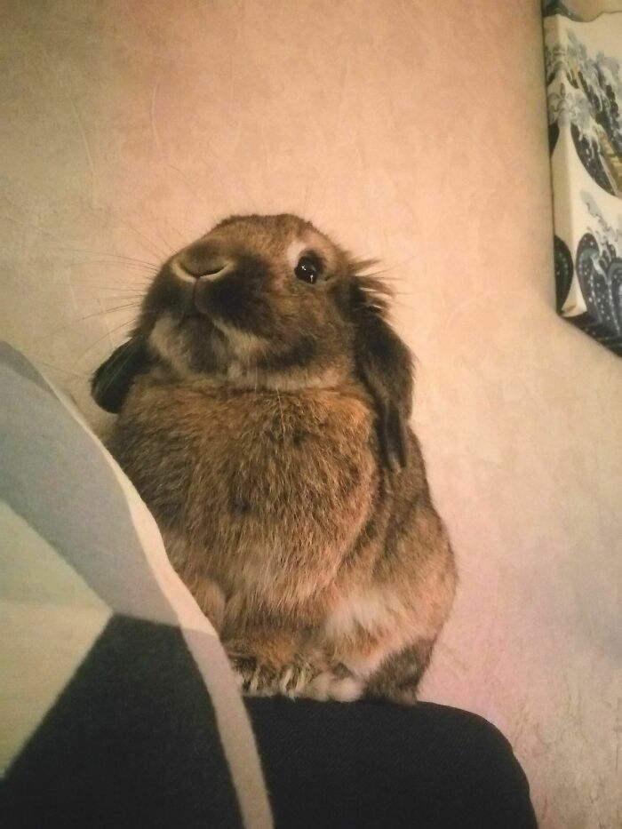 Woke Up From A Nap On The Couch To Find This One Asserting Dominance