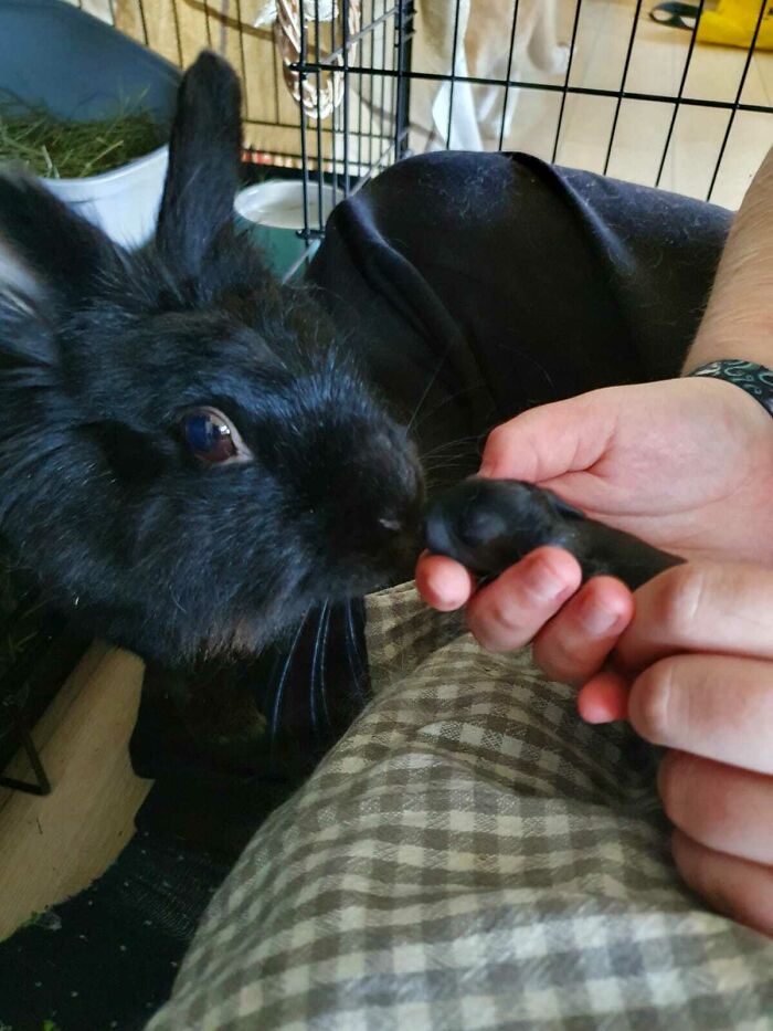I Found A Bunny In The Woods, She Came With 3 Secret Passengers