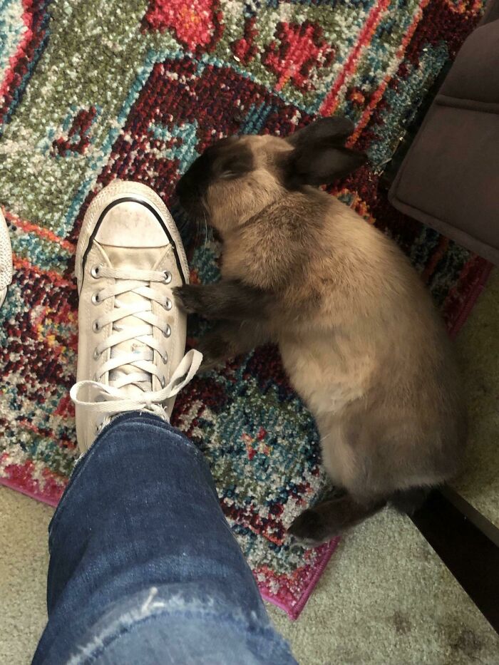 Carrot Was So Excited To See Me After Work, He Ran Circles Around Me For The First Time, And Then Flopped