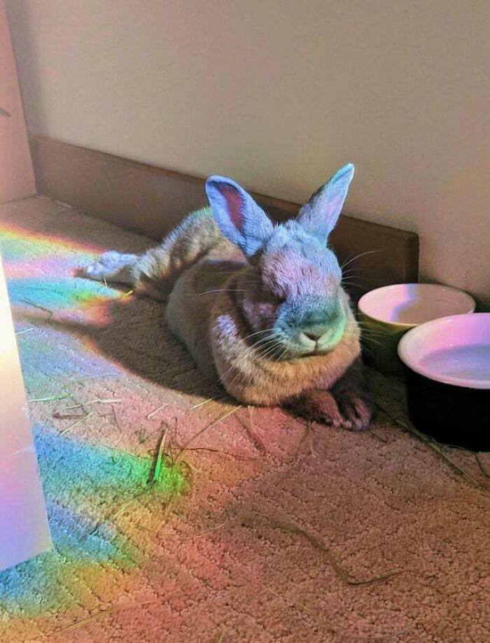 Our Sweet Senior Girl, Violet, Crossed The Rainbow Bridge Two Weeks Ago Today