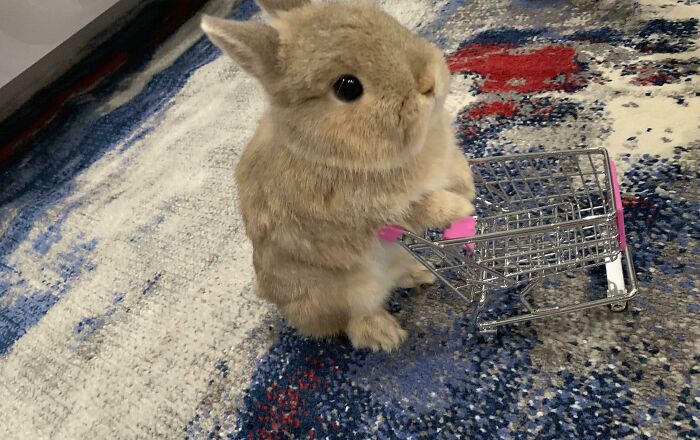 Excuse Me, Where Are Your Nanners?