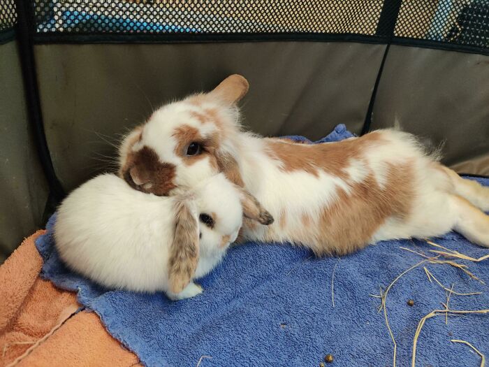 Using Your Son As A Pillow