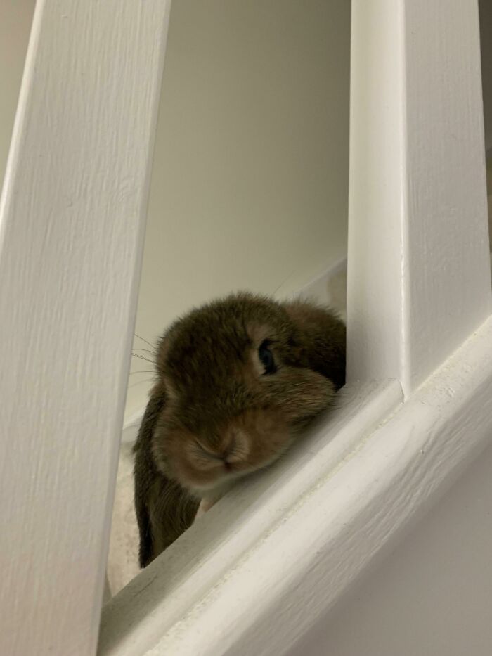 Erm, Excuse Me. But I Wish To Discuss The Lack Of Treats I Have Been Receiving