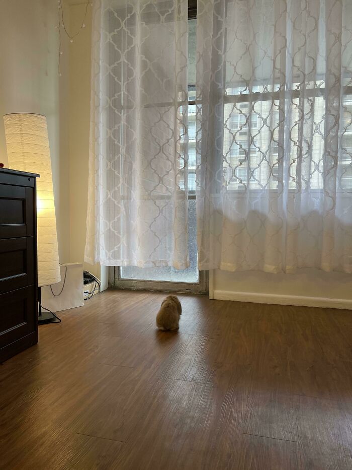 When He Wants To Go Out To The Balcony, He Patiently Waits Until I Notice Him