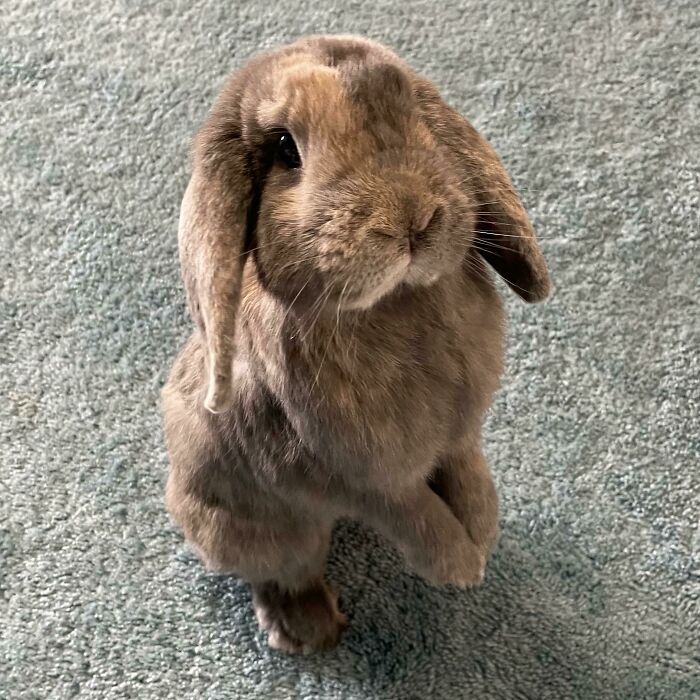 I See You Have An Apple. I Would Also Like To Have Some Apple