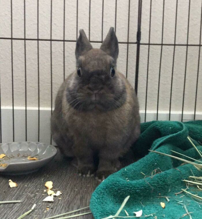 Mugshot For A Criminal Who Is Being Charged With Destruction Of Property