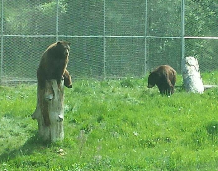 Just Chilling On A Stump
