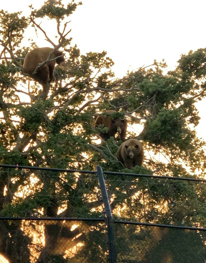 Scientific Proof That Bears Grow On Trees