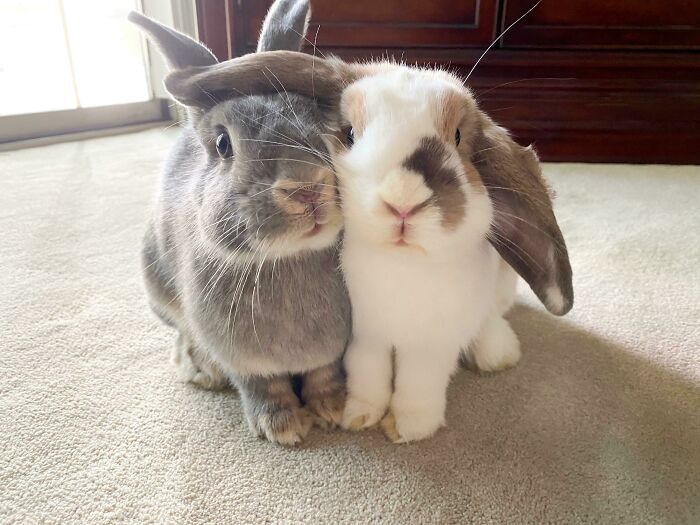 Dave Likes To Wear Jim’s Ear Like A Hat ⁣