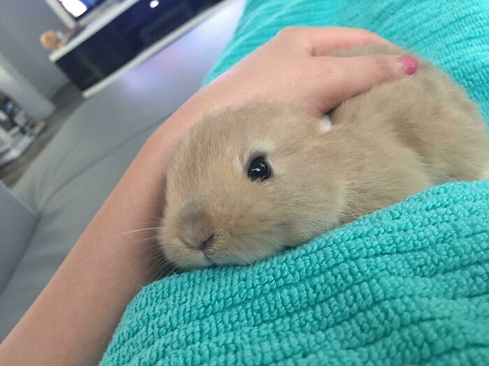 I Suspect Pudding Is Half Mouse