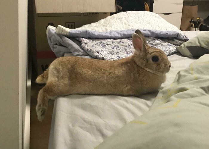 The Final Form After You’ve Mastered All Loafing Positions