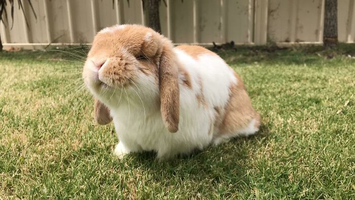 Pig Enjoying The Sunshine