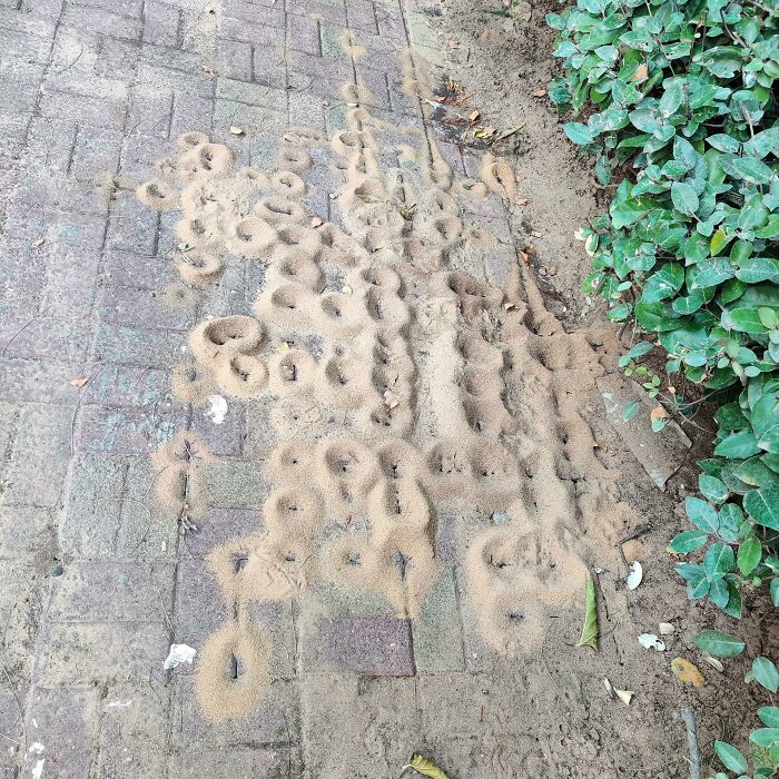 These Ants Made A Neighborhood