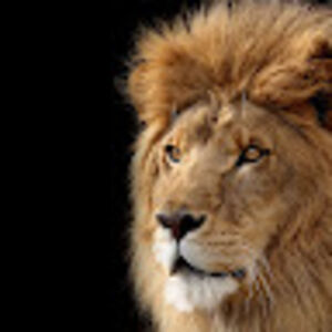 oncealeoturnedlionnowjudah avatar
