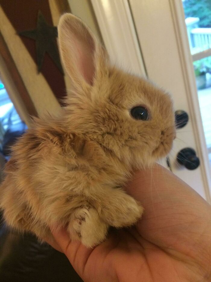 Adorable fluffy bunny cradled in a hand, showcasing irresistible cuteness.