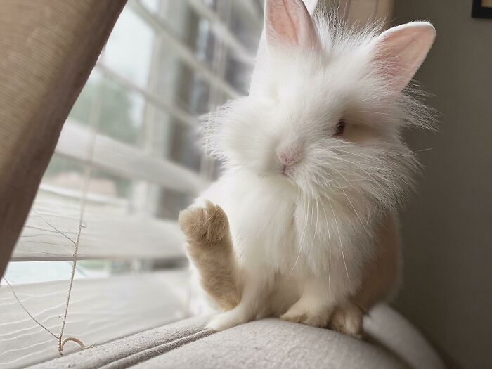 Adorable fluffy bunny sitting on a windowsill, showcasing its undeniable cuteness.