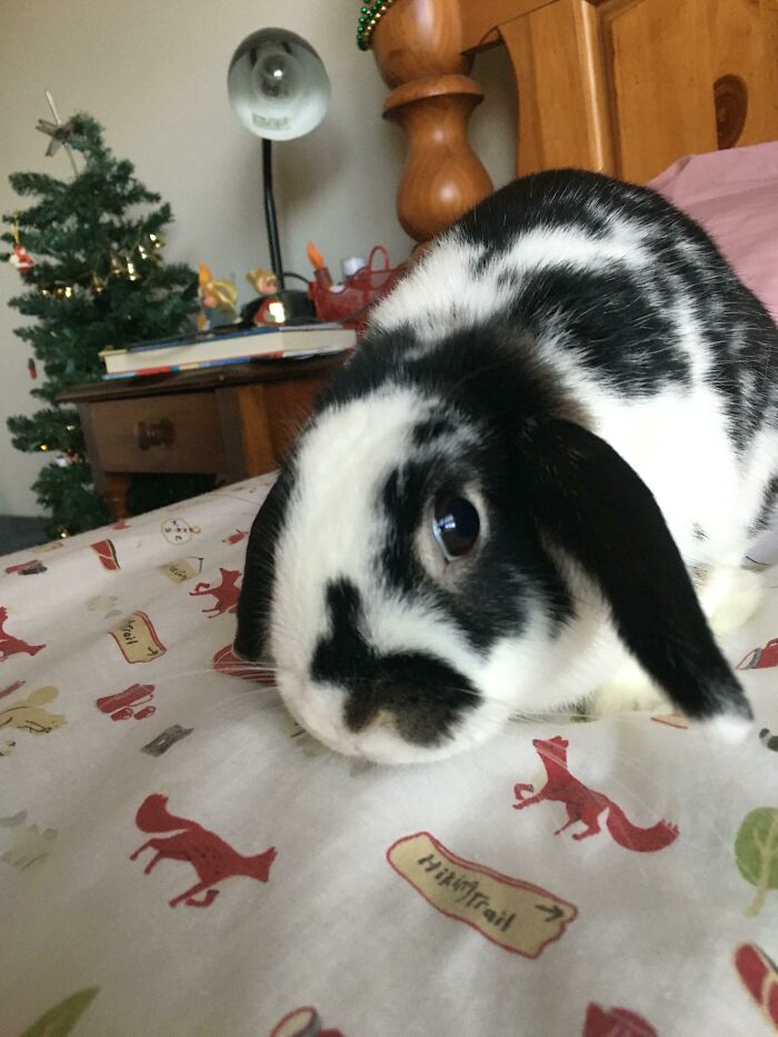 Black and white bunny on patterned blanket, highlighting irresistible cuteness.