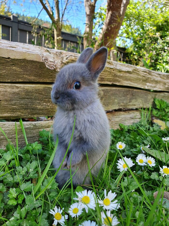 Cute bunny sitting among daisies in a grassy garden.