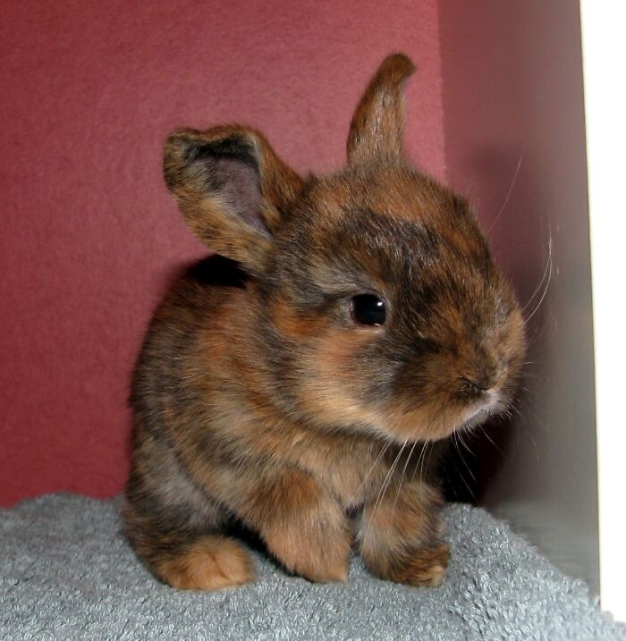 Have A 20 Days Old Kit From One Of My Litters