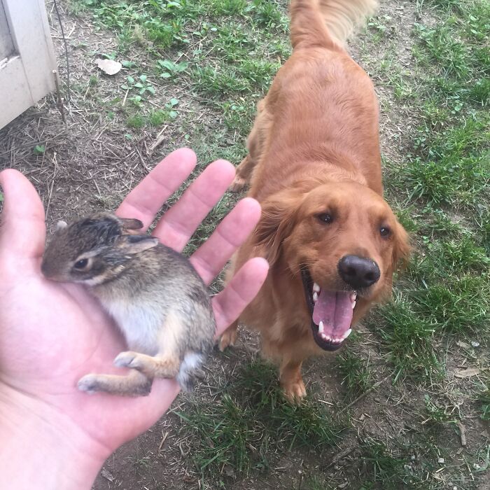 My Dog Found A Baby Rabbit This Morning