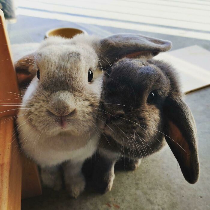Look At My Rabbits! Loooook At Theeeemmm