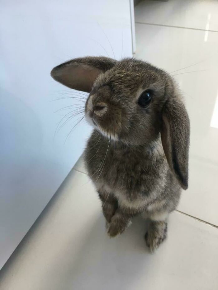 Cute bunny standing on hind legs with floppy ears, looking up.