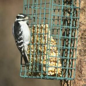 mistressliriel avatar