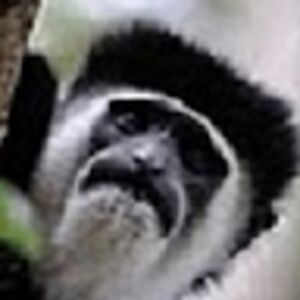 rong avatar