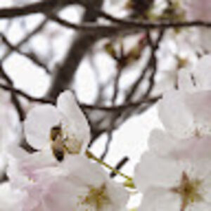 gabriellavogel avatar