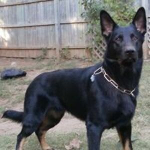 hunger4justice avatar