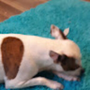 annmitchell_1 avatar