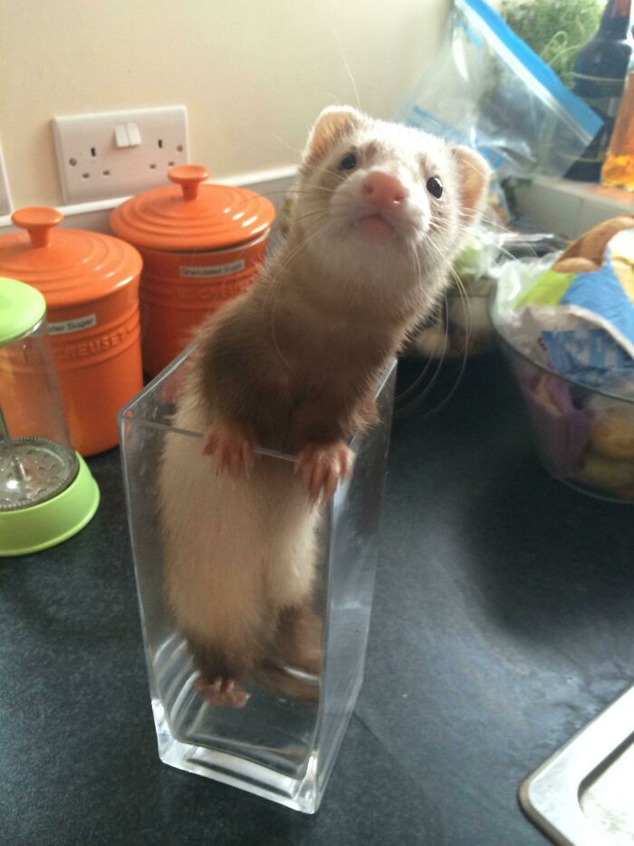 Flower Ferret