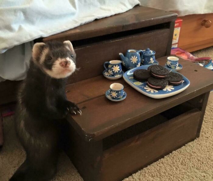 Bob The Ferret Enjoys His Tea And Oreos
