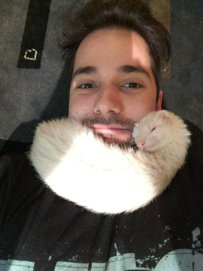 If I Lay On The Floor, My Ferret Climbs Up For A Nap. This Is Where She Decided To Sleep Yesterday