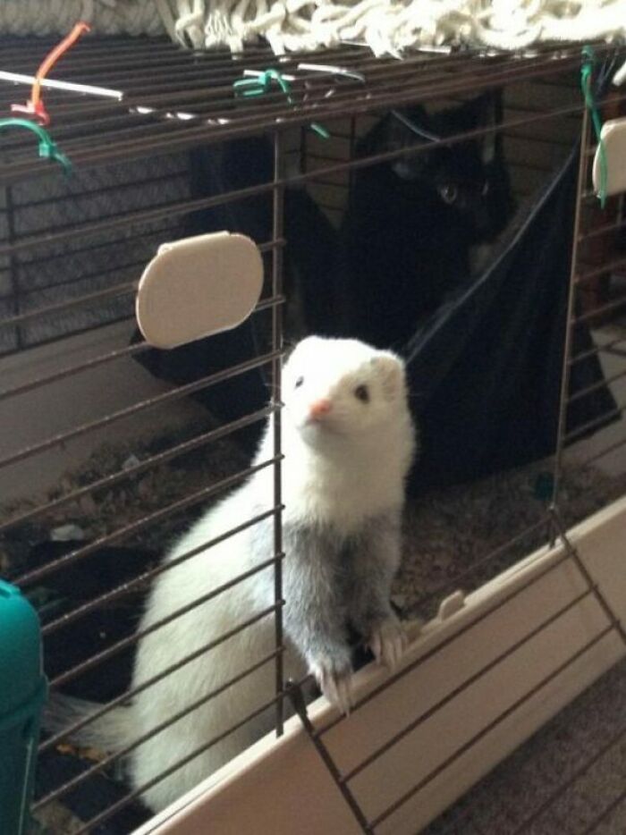 We Got A New Kitten A Few Weeks Ago. Our Ferret Is Pretty Upset About Having To Share Her Hammock