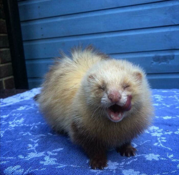 My Friend's Ferret