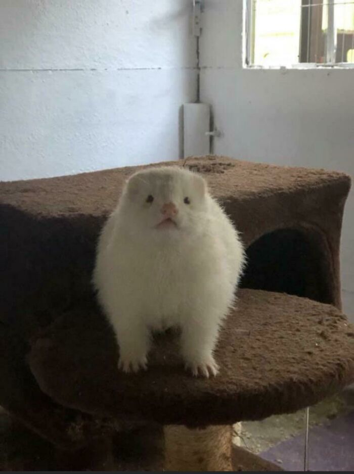 My Sisters Fat Ferret