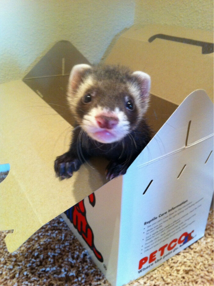 Ferret