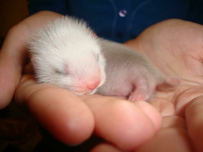 My Precious Ferret Kit