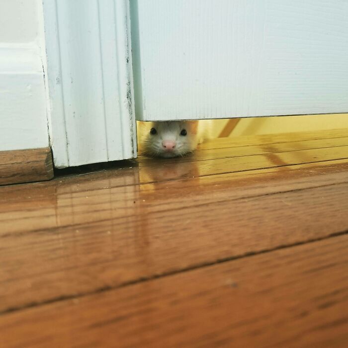 My Ferret Isn't Allowed Upstairs