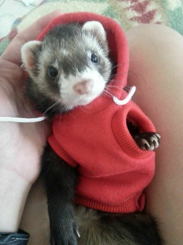 My Ferret, Amadeus, Wearing A Hoodie