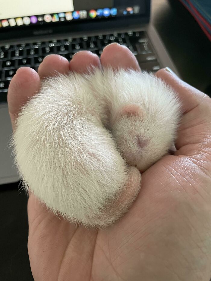 Hanging Out With This Little Guy While On A Zoom Meeting. 2 And A Half Weeks Old And Already Huge