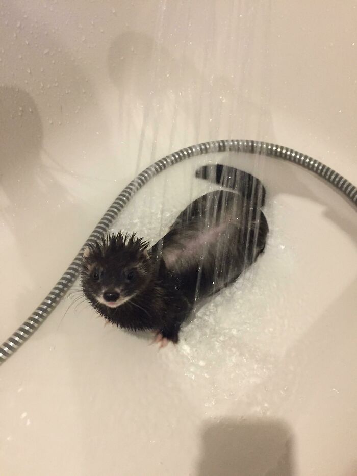 Ferret Bathing