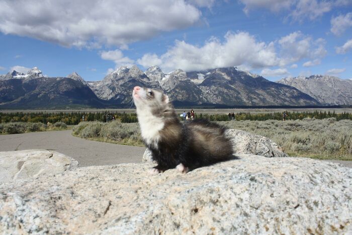 Appa Posing At The Grand Tetons In Wyoming
